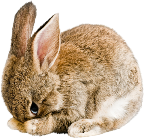 őszi állatok_130.png